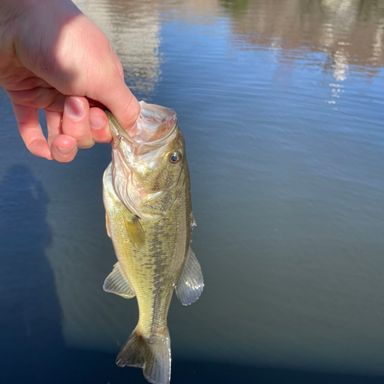 Thumbnail of 3" Paddle Tails - Chartreuse presented by fishbrain user SammyGFishing.