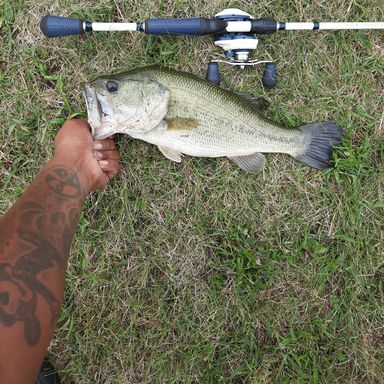 Thumbnail of Favorite Absolute casting rod presented by fishbrain user gabrielrandolph.
