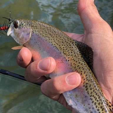 RoxStar Fly Shop Trout Trophy Pack presented by fishbrain user Roxstarfishing2IN.