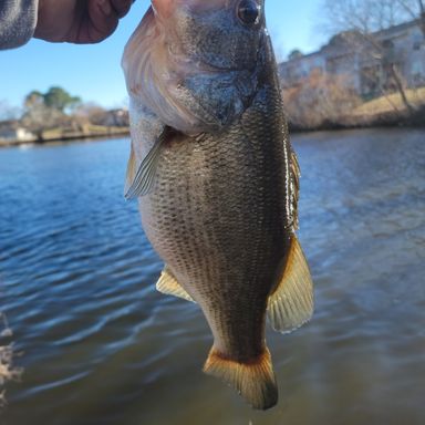 Thumbnail of Mr Crappie Jig Head 1/32 oz presented by fishbrain user Tide17.