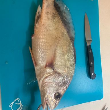 Sinking Sea Bass Curltails with Attractant 4 oz with 8" Curltails in White, Chartreuse, Pink, or White w/ Red Pack of 2 - Great for Swordfish and Tarpon presented by fishbrain user Hdiaz1216.