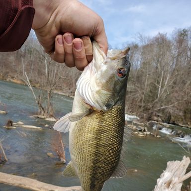 Thumbnail of Gizzard Shad Swimbait presented by fishbrain user TwoDeuce.