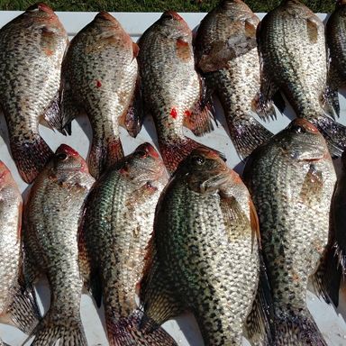 limit creek ice rods