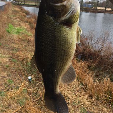 Keitech Fat Swing Impact 4.8" presented by fishbrain user justin.bland.