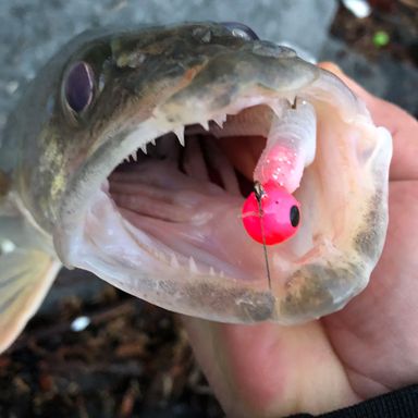 SUPER-GLO JIG presented by fishbrain user KP_Fish_On.