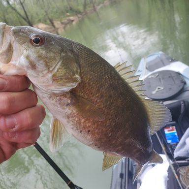Thumbnail of Sunline Super Natural presented by fishbrain user billybuckles.