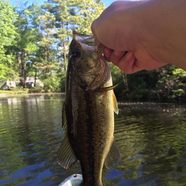 Catch from NF_FISHING_YT