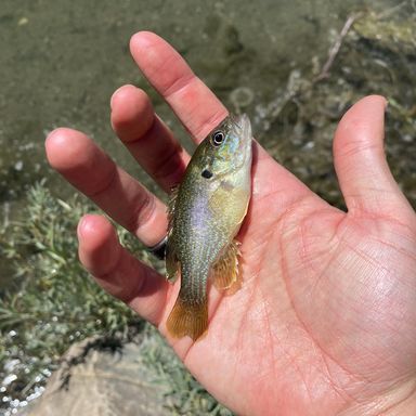 Fishing in South Salt Lake - Find Spots, Species & Tips | Fishbrain