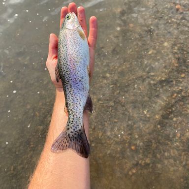 Catch from river_city_fishing