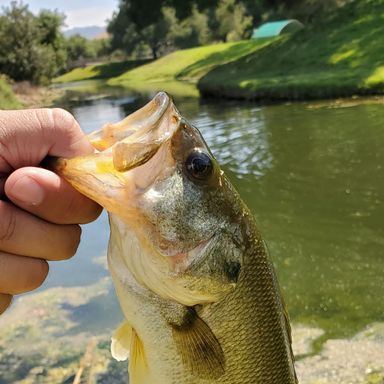 Thumbnail of Pflueger® President® Spinning Combo presented by fishbrain user krothery.