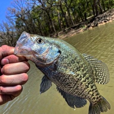 Thumbnail of Mr Crappie Sausage Jig Head presented by fishbrain user jerricksuiter.