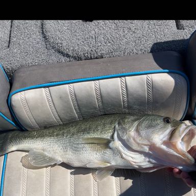 PowerBait® Flute Worm presented by fishbrain user toddbailey395.