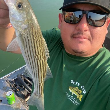 Thumbnail of Heddon Feather Dressed Super Spook Jr presented by fishbrain user PeruvianAngler2018.