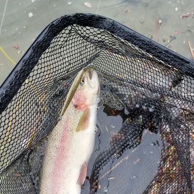 Catch from VTTrout
