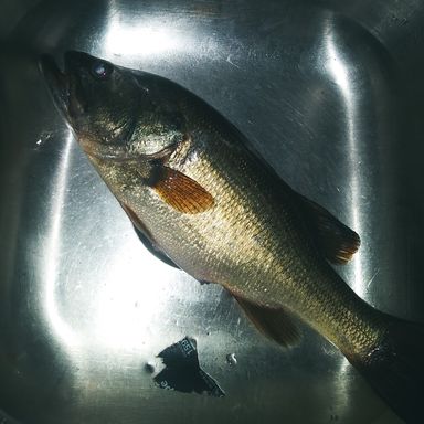 Thumbnail of Bomber BSW Mullet presented by fishbrain user anthony.thornton.