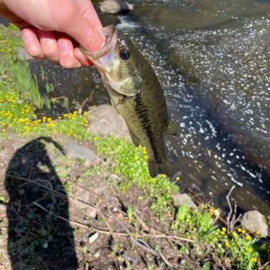 Thumbnail of 3" Paddle Tails - Chartreuse presented by fishbrain user SammyG_W.