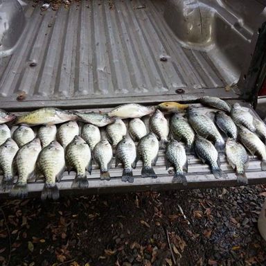 Catch from Crappie.Stomper
