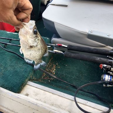 Mr Crappie Reel SlbShkr Spin presented by fishbrain user wholloway8846.