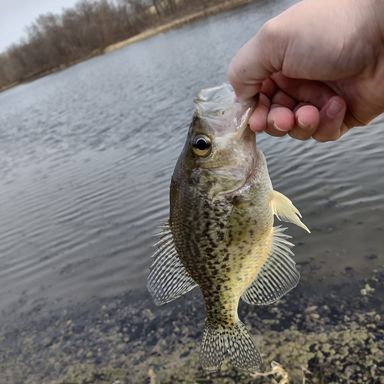 Thumbnail of Mr Crappie Slab Slasher 1/8 presented by fishbrain user creed9594.