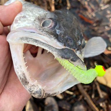 SUPER-GLO JIG presented by fishbrain user KP_Fish_On.