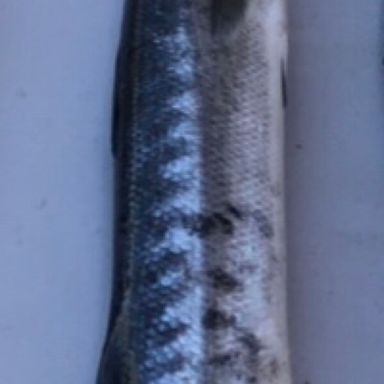 Thumbnail of Sardines - Unrigged presented by fishbrain user liampoleo.