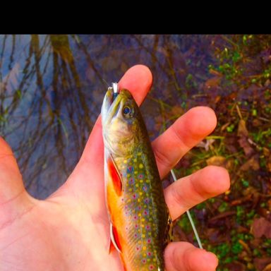 Thumbnail of Gulp! Alive!® Fat Floating Trout Worm presented by fishbrain user Jgraff14.