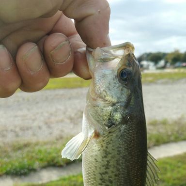 Thumbnail of Johnson Beetle Spin 1/4oz presented by fishbrain user bass_tastic.