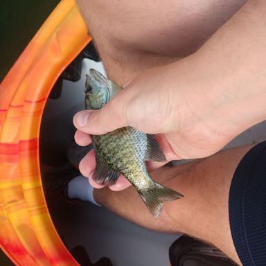 Thumbnail of Trout Fishing Kit presented by fishbrain user jonheiden.