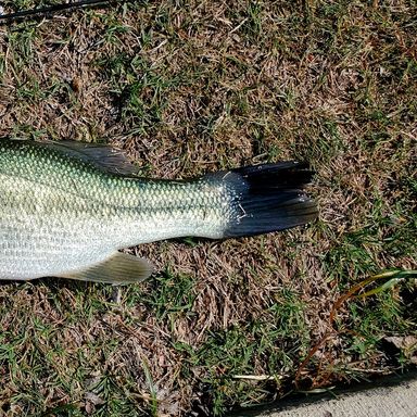 Thumbnail of Catch Co MB Baby Bull Shad 3.75" Rainbow Trout #6 presented by fishbrain user 1CleanBass.