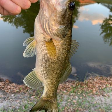 lake fork guy fishing rod