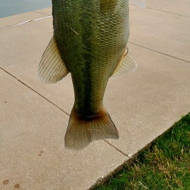 Catch from 1CleanBass
