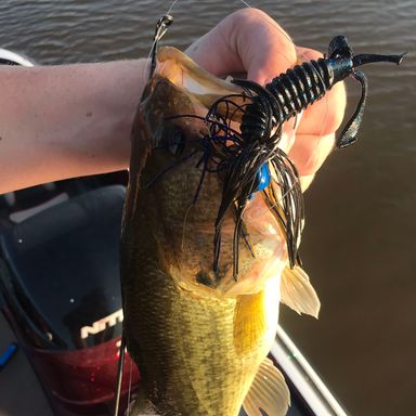 Thumbnail of Outkast Tackle RTX Flipping Jig presented by fishbrain user BenRoberts05.