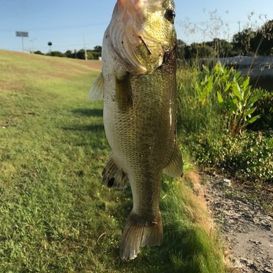 Yum Money Craw 3.75" presented by fishbrain user Outdoors_in_Texas.