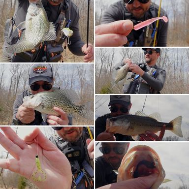 Thumbnail of Blade Baitz - Fire Tiger presented by fishbrain user Cincy_Fish_Dudes.