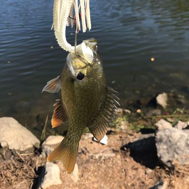 Catch from AndrewIsFishin
