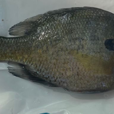 Thumbnail of Mr Crappie Slippers Cigar Y/G presented by fishbrain user CrappieNinja95.