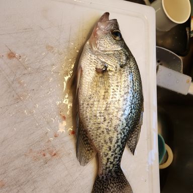 Thumbnail of Mr Crappie Slippers Cigar Y/G presented by fishbrain user mikehughes7301.