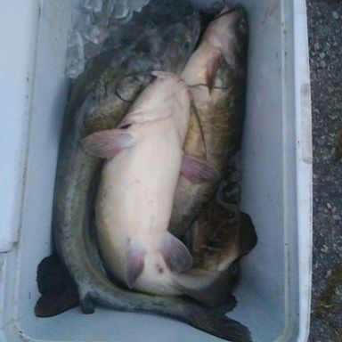 lews mr catfish