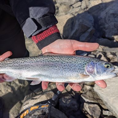 abu garcia trout combo