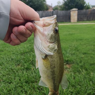 Catch from NTX_bank_fishing