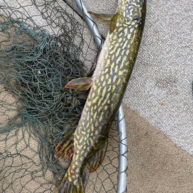 Impact Thump - Colorado Spinnerbait presented by fishbrain user fishing.pike.