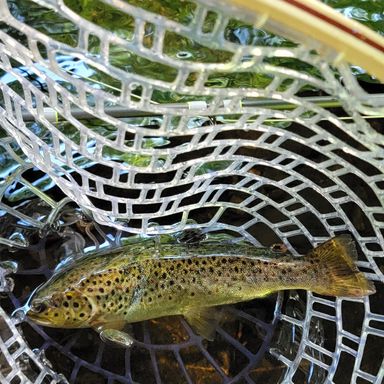 RoxStar Fly Shop Trout Trophy Pack presented by fishbrain user Tex420.