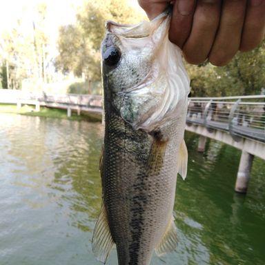 Thumbnail of Zoom Mag Ol Monster 12" presented by fishbrain user erickmauriciosanchez.