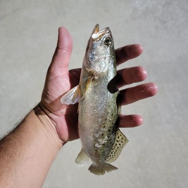 Thumbnail of Gulp! Alive!® Minnow presented by fishbrain user nathanankersen.