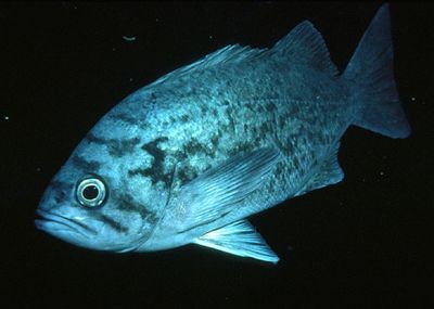 Blue rockfish