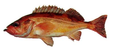 Redstripe rockfish