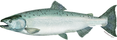 Chinook salmon