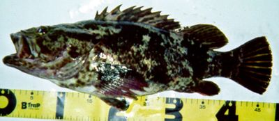 Oblong rockfish
