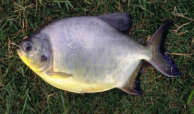 Small-scaled pacu