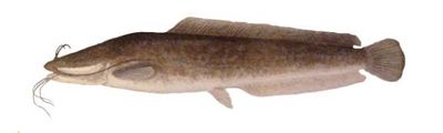 Sharptooth catfish
